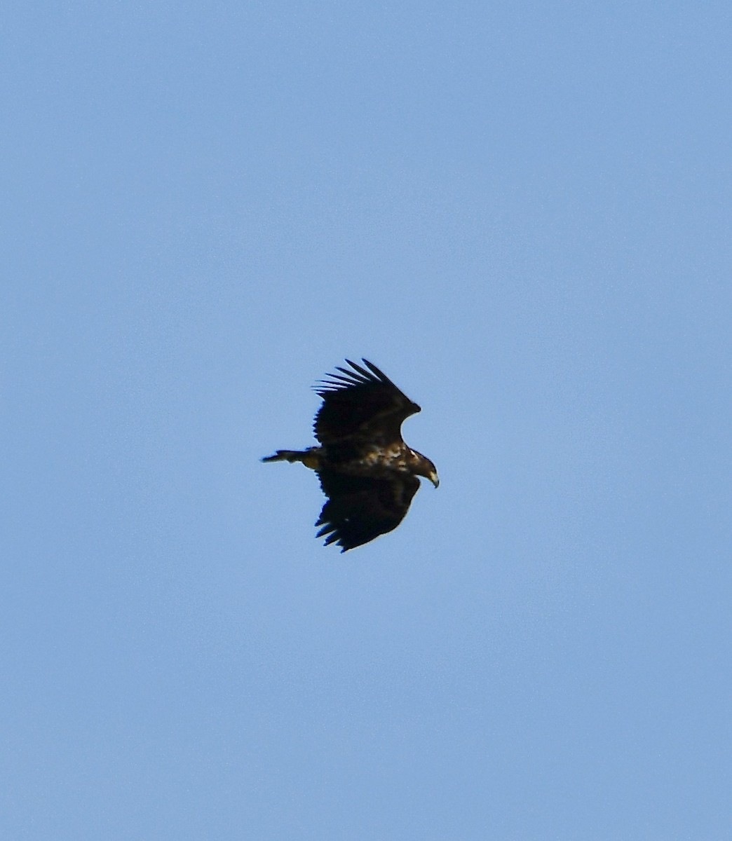 White-tailed Eagle - Inga Ligi