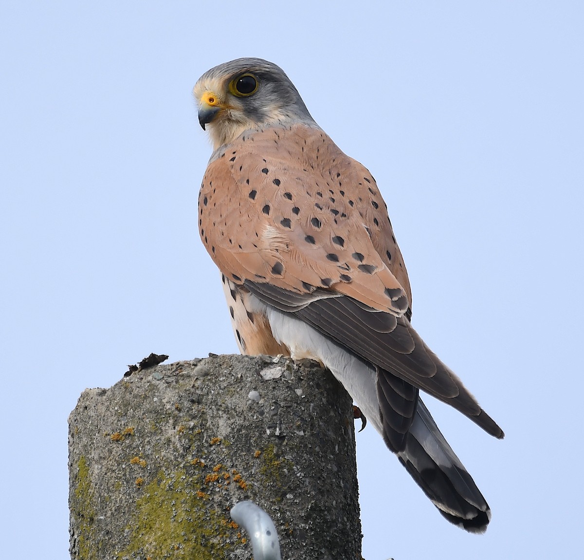 Eurasian Kestrel - ML616591400