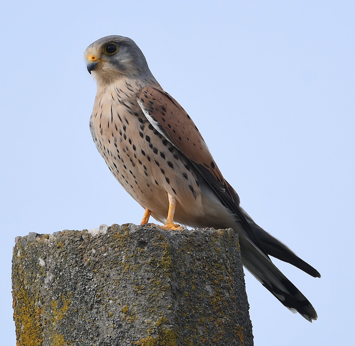 Eurasian Kestrel - ML616591401