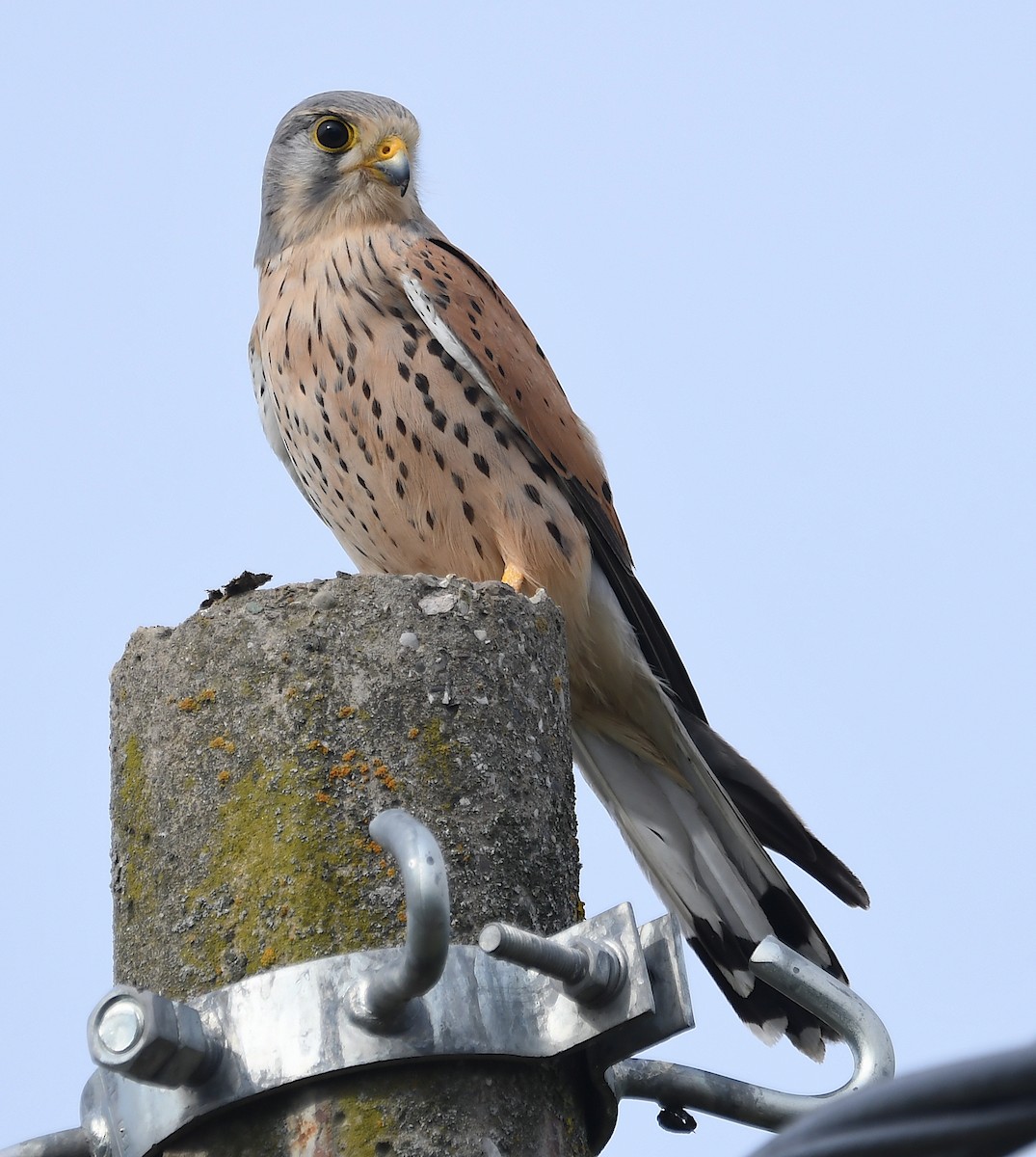 Eurasian Kestrel - ML616591402