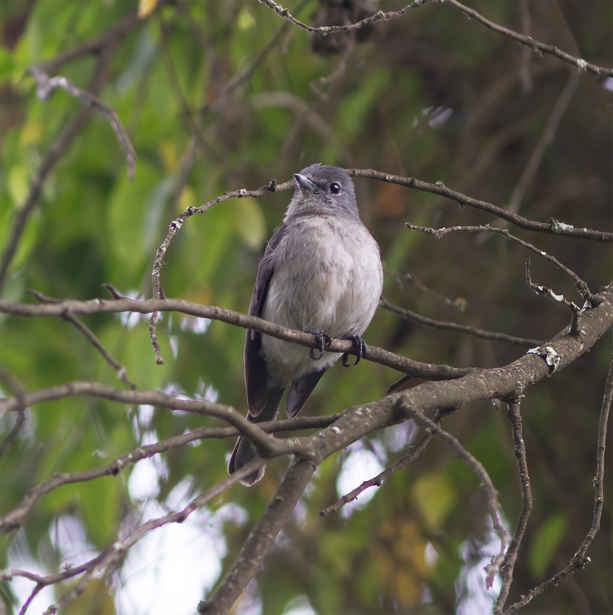 African Dusky Flycatcher - ML616591404