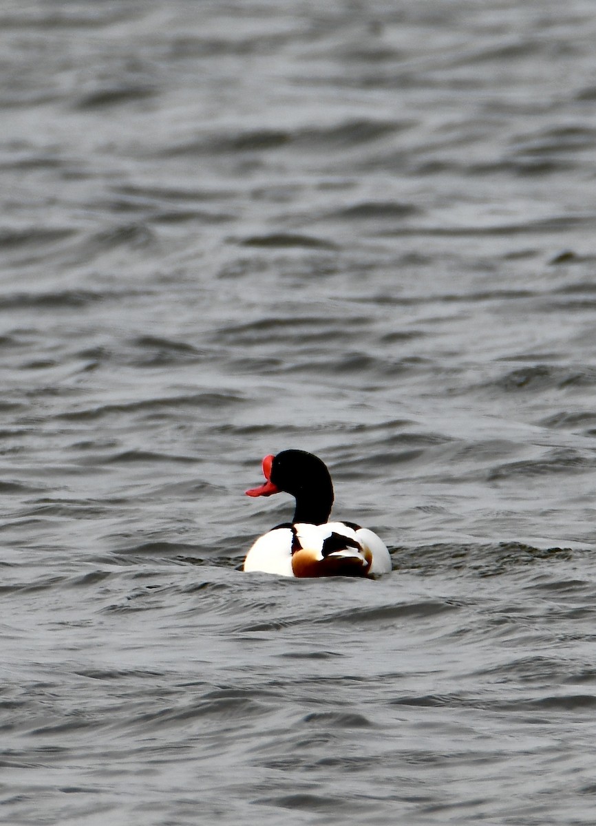 Common Shelduck - Inga Ligi