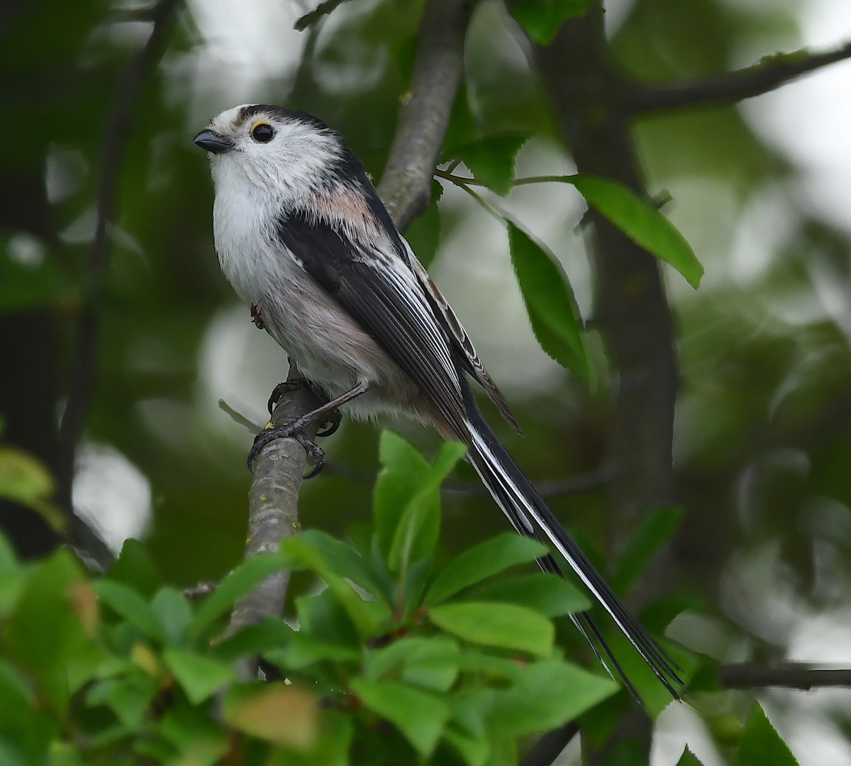 Long-tailed Tit - ML616591408