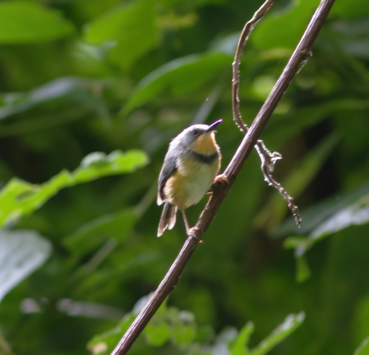 Apalis del Ruwenzori - ML616591419