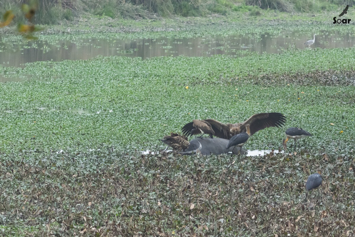 コハゲコウ／オオハゲコウ - ML616591420