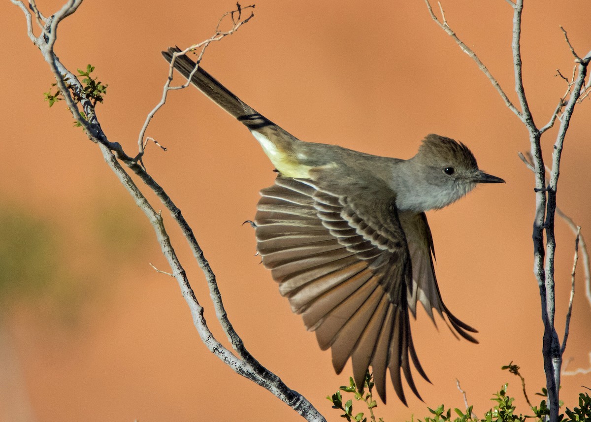 Ash-throated Flycatcher - ML616591427