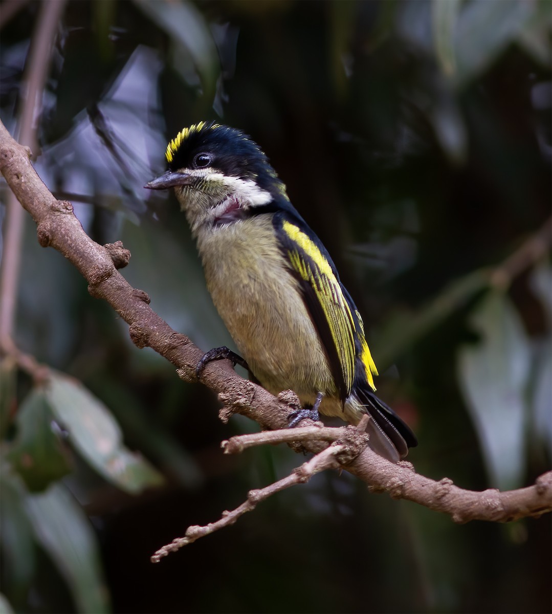 Yeşil-Kara Cüce Barbet - ML616591458