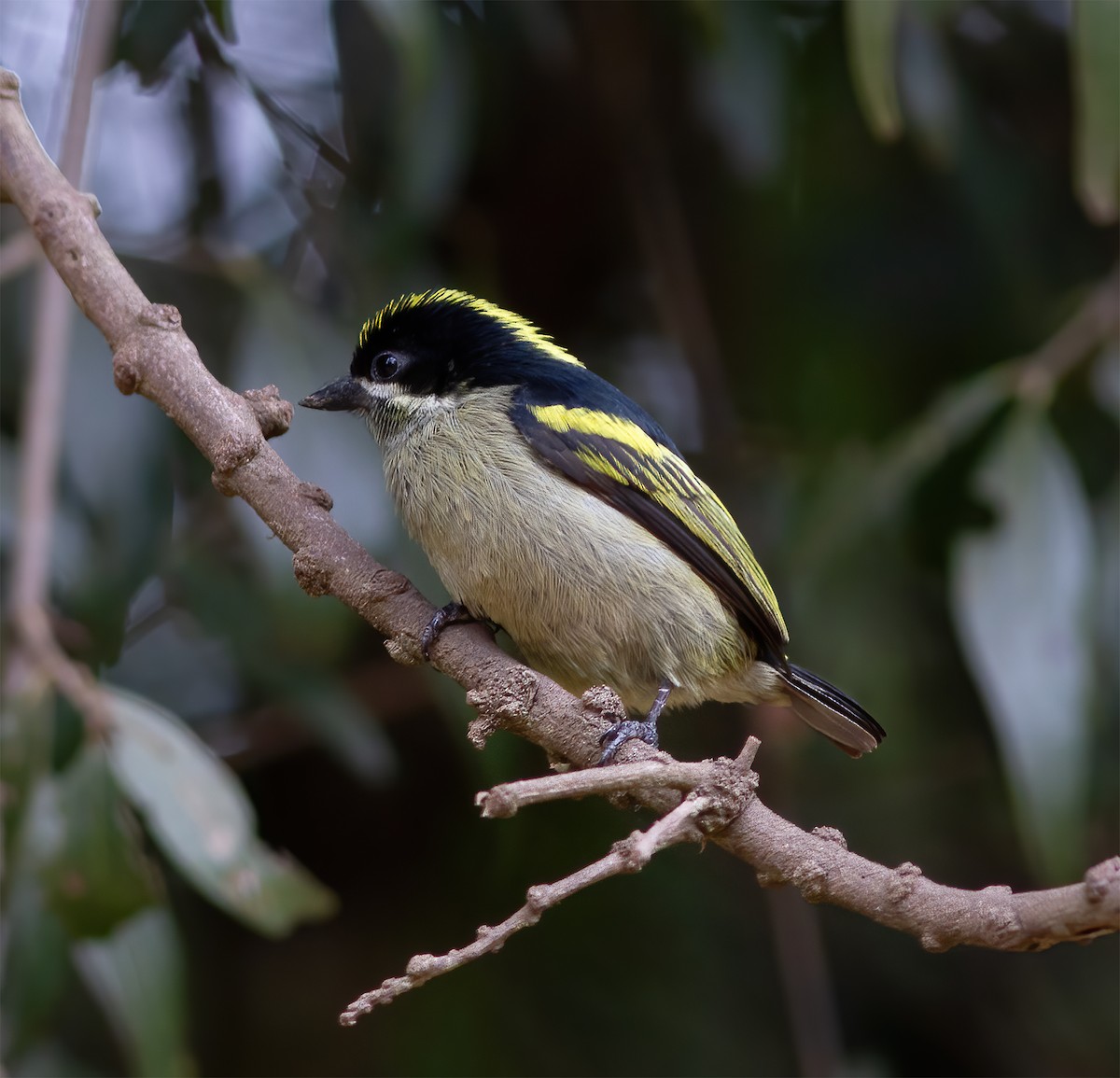 Gelbrücken-Bartvogel - ML616591459