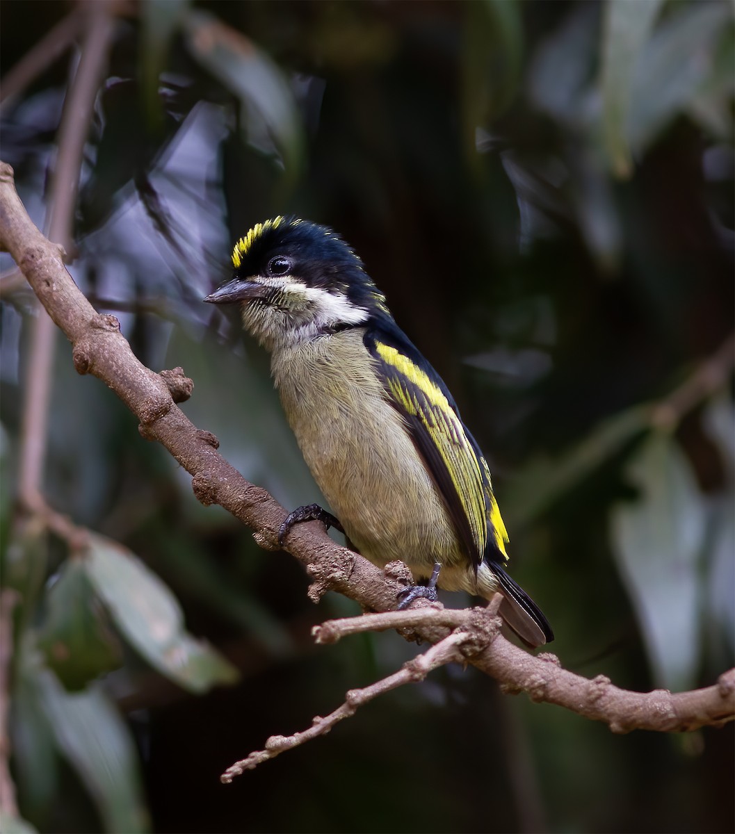 Yeşil-Kara Cüce Barbet - ML616591461