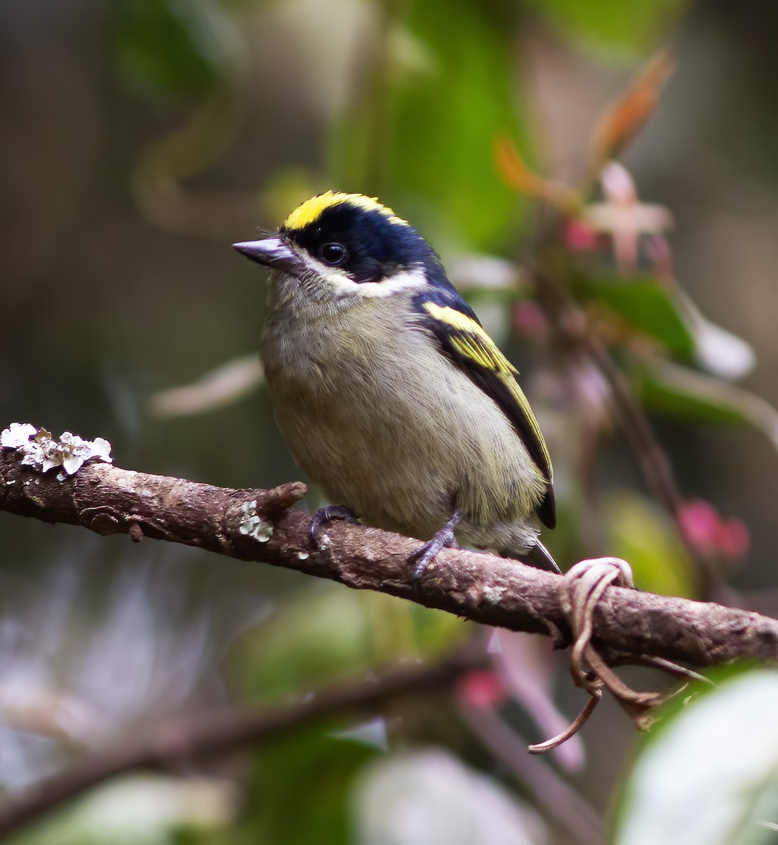 Yeşil-Kara Cüce Barbet - ML616591462