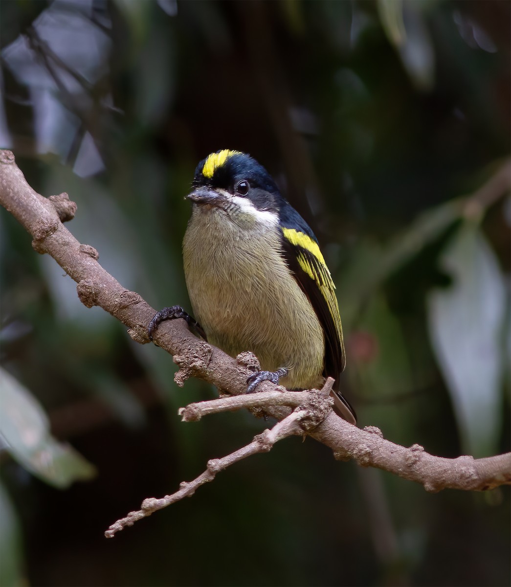 Yeşil-Kara Cüce Barbet - ML616591463