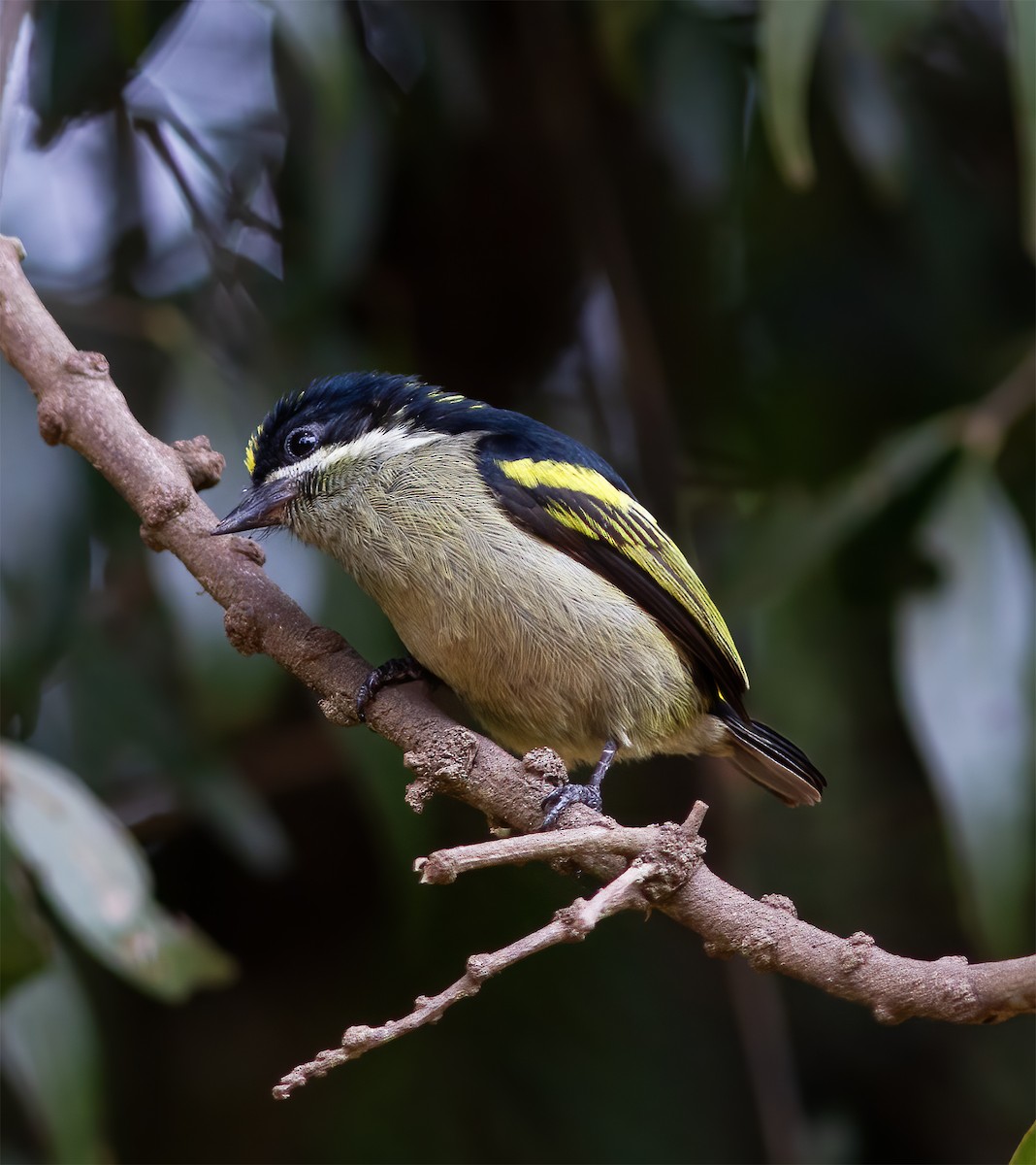 Gelbrücken-Bartvogel - ML616591465