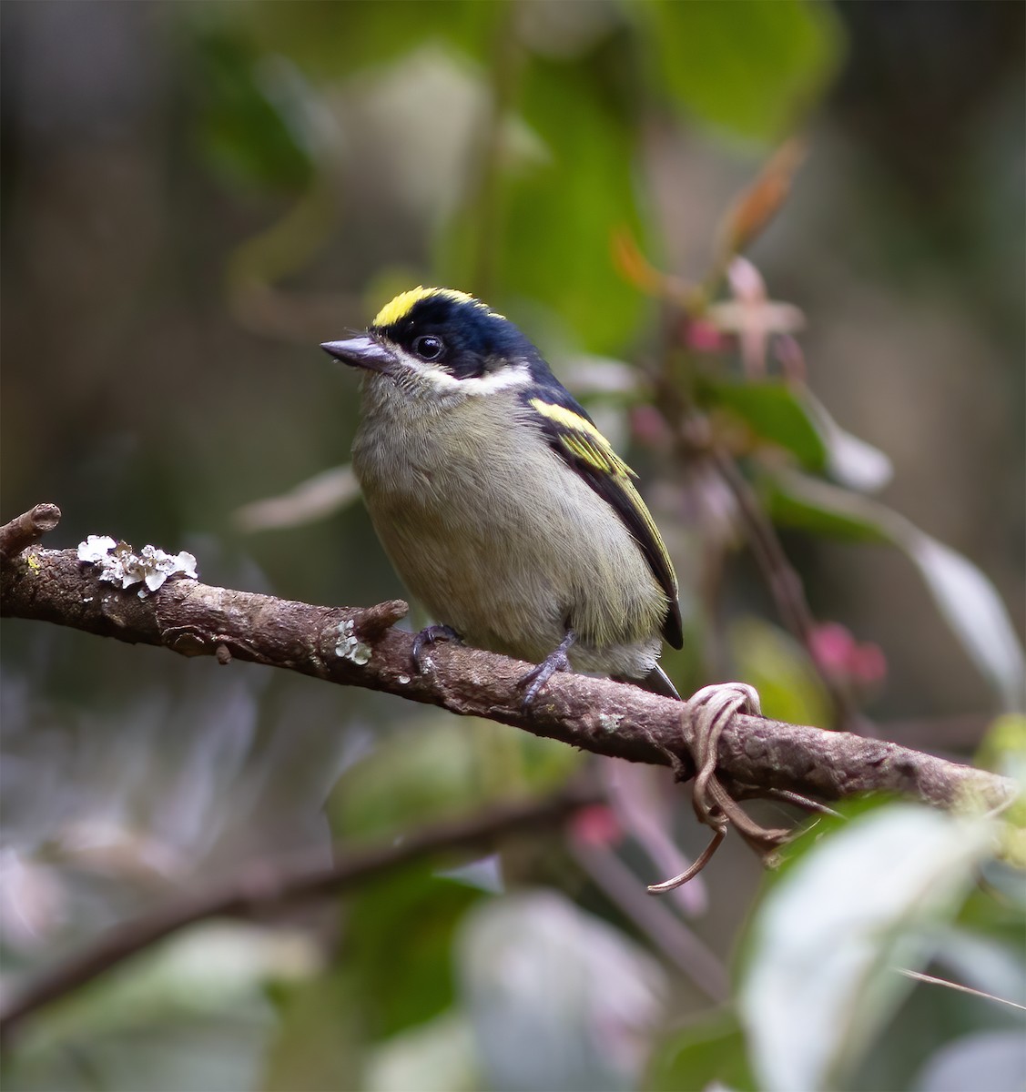 Yeşil-Kara Cüce Barbet - ML616591467