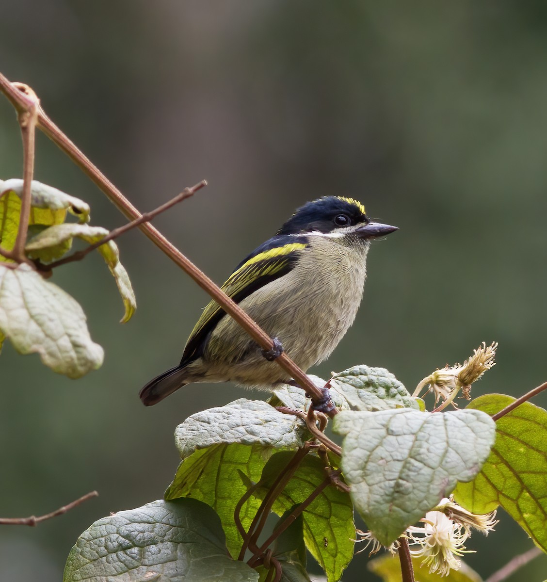 Gelbrücken-Bartvogel - ML616591468