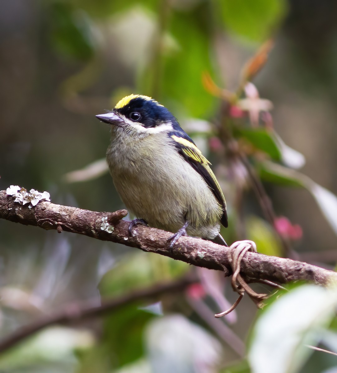 Yeşil-Kara Cüce Barbet - ML616591469