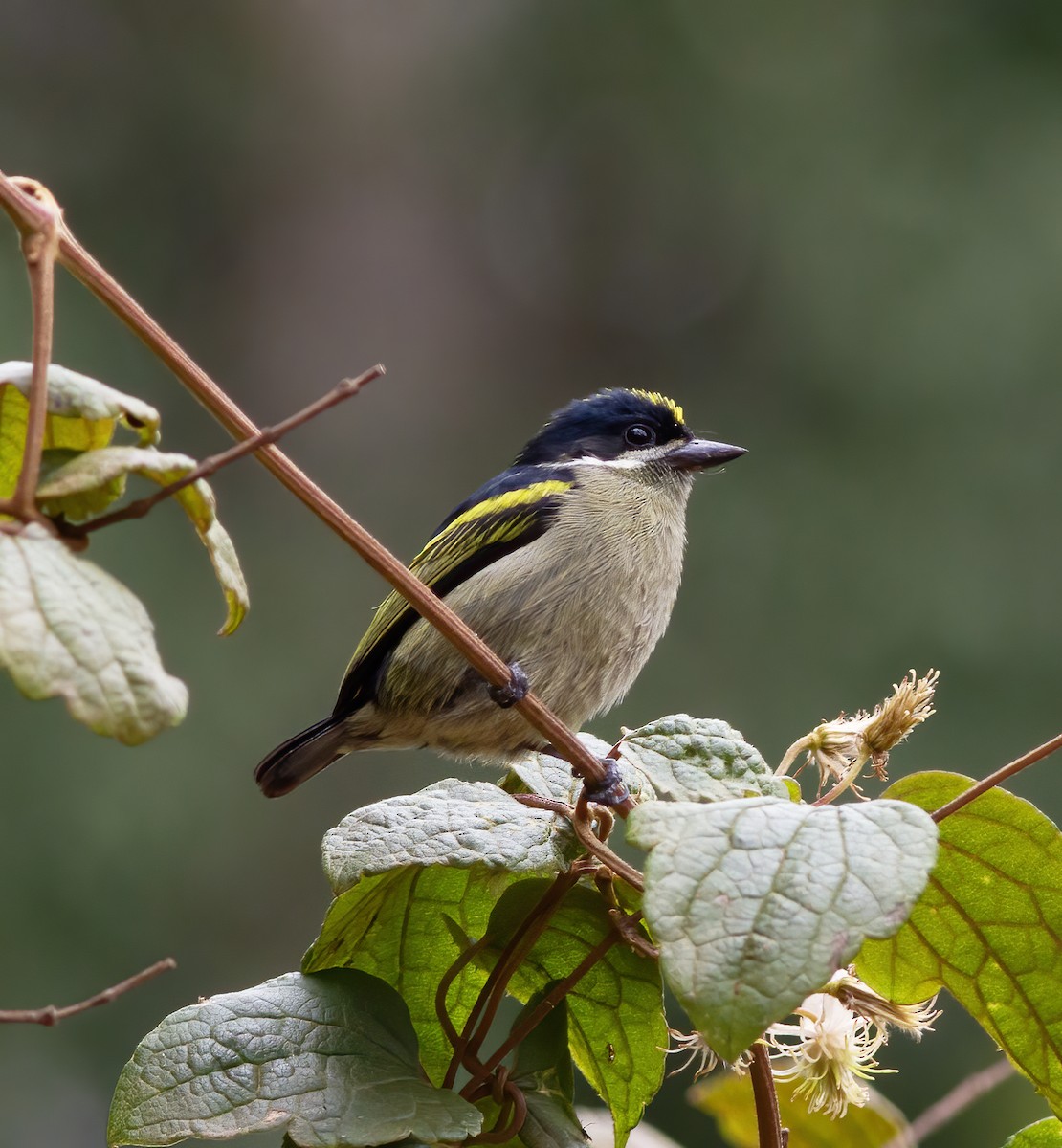 Yeşil-Kara Cüce Barbet - ML616591470