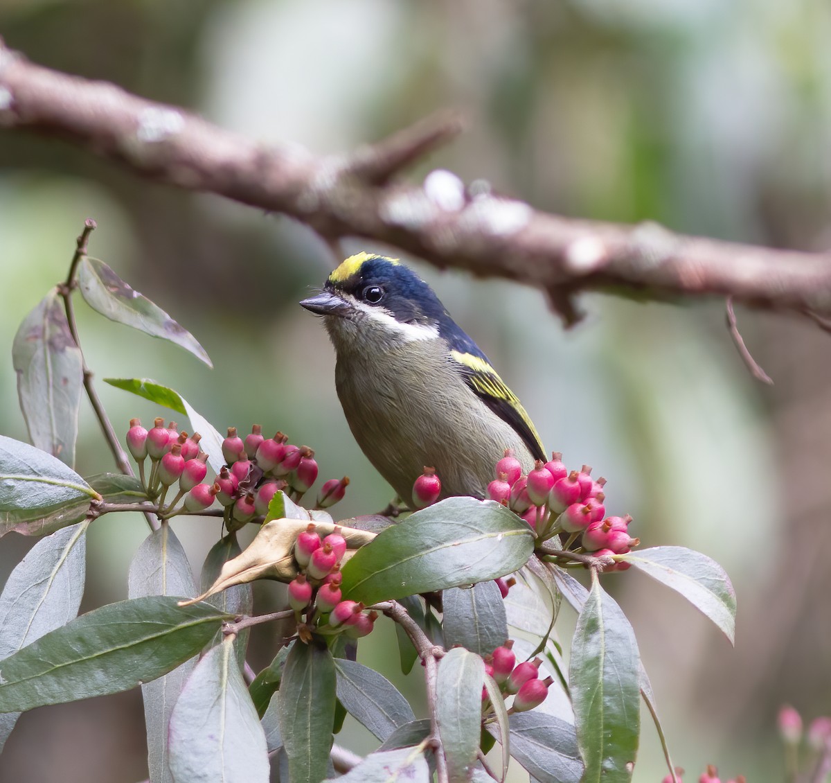 Western Tinkerbird - ML616591471