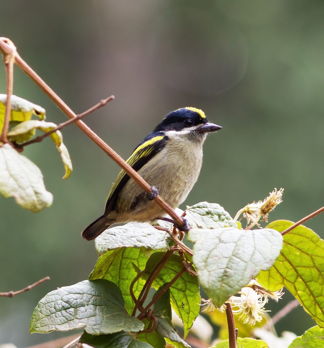 Yeşil-Kara Cüce Barbet - ML616591472