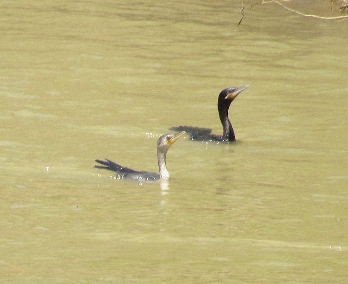 Cormorán Biguá - ML616591476