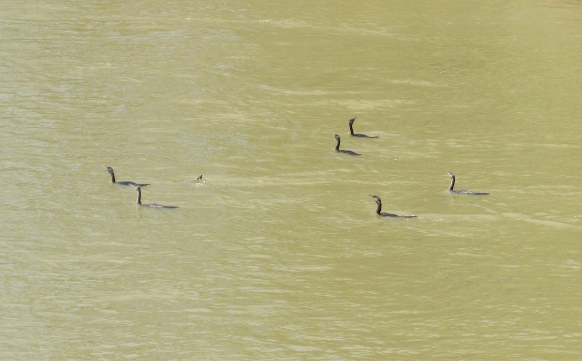 Neotropic Cormorant - Julie  Michael