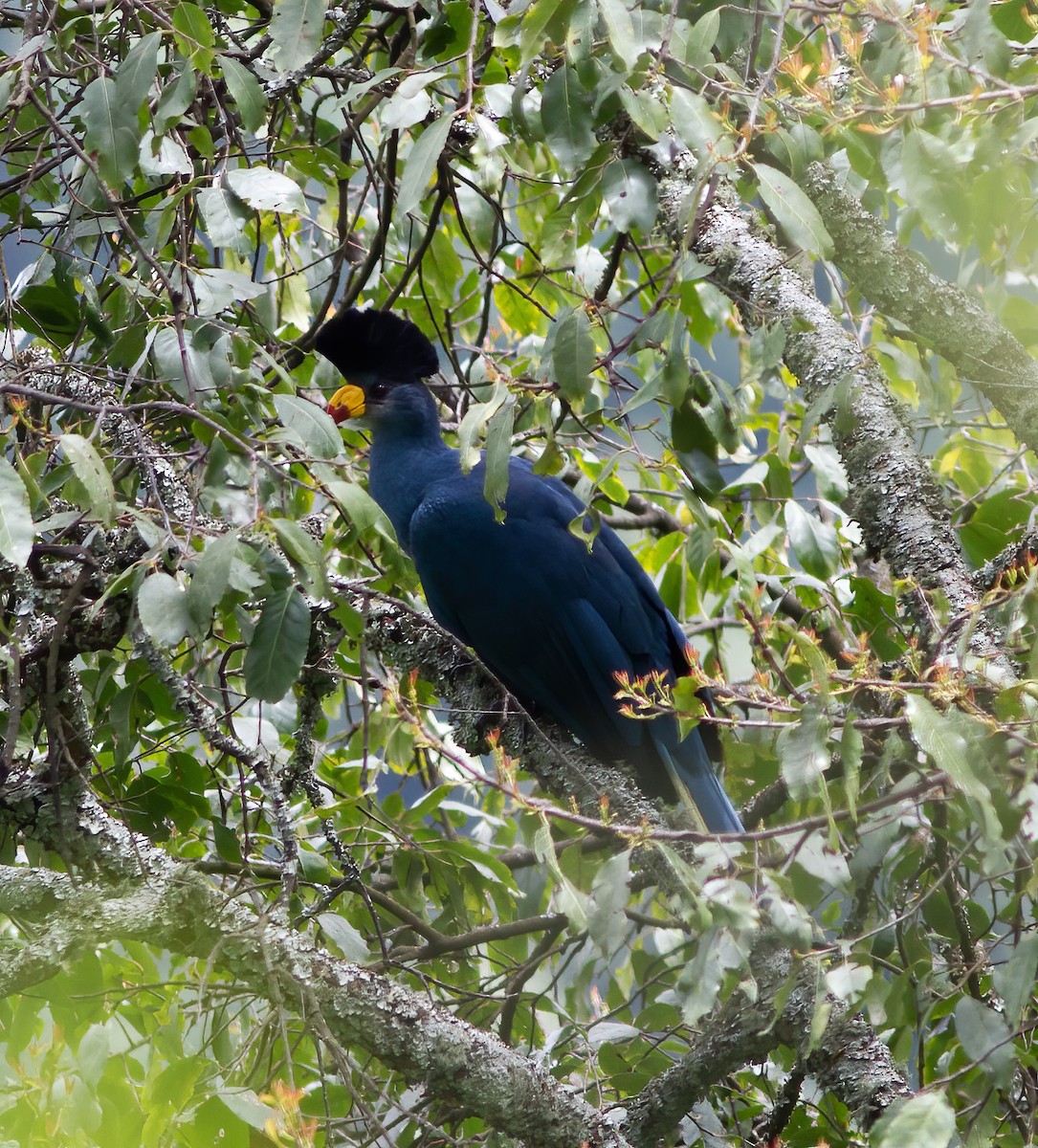 Great Blue Turaco - ML616591480