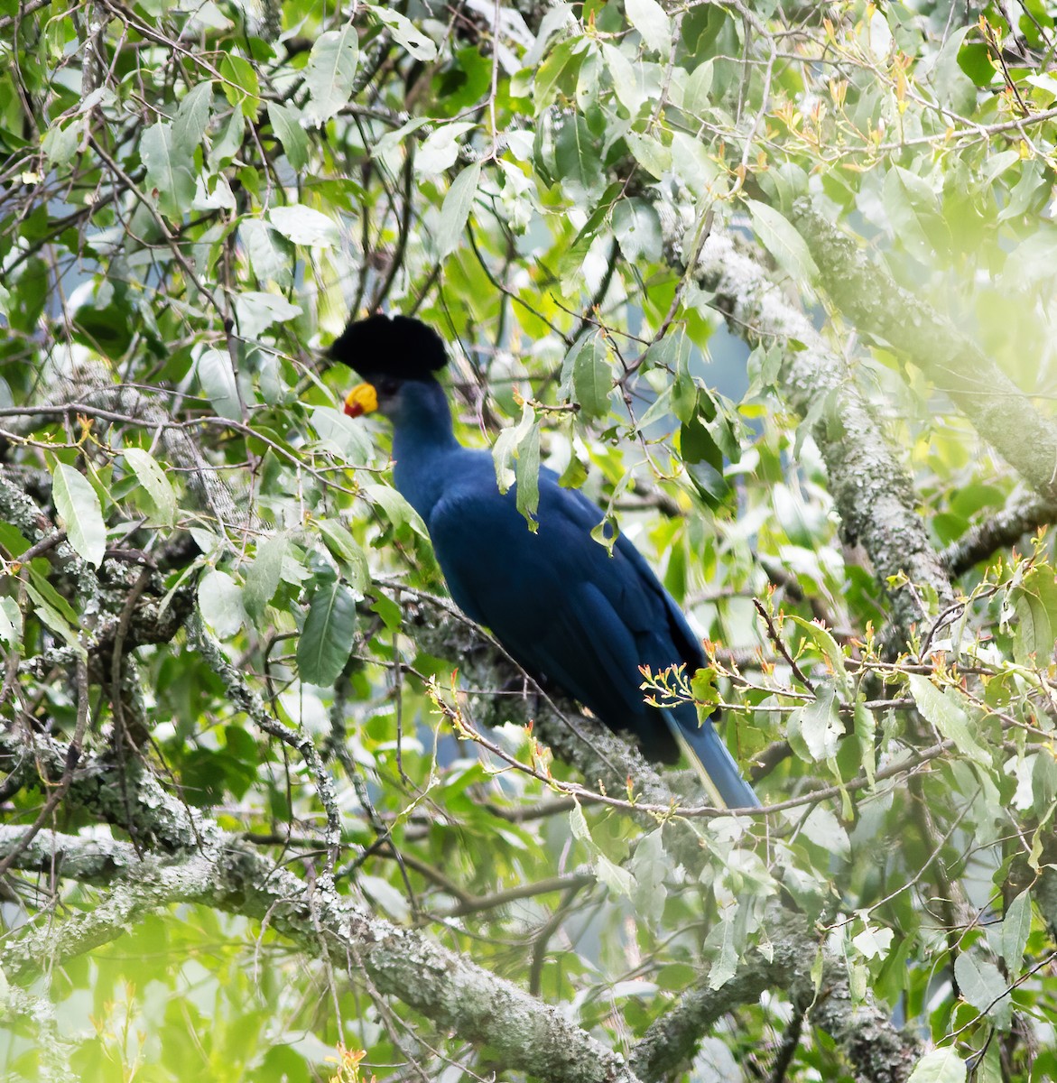 Great Blue Turaco - ML616591481