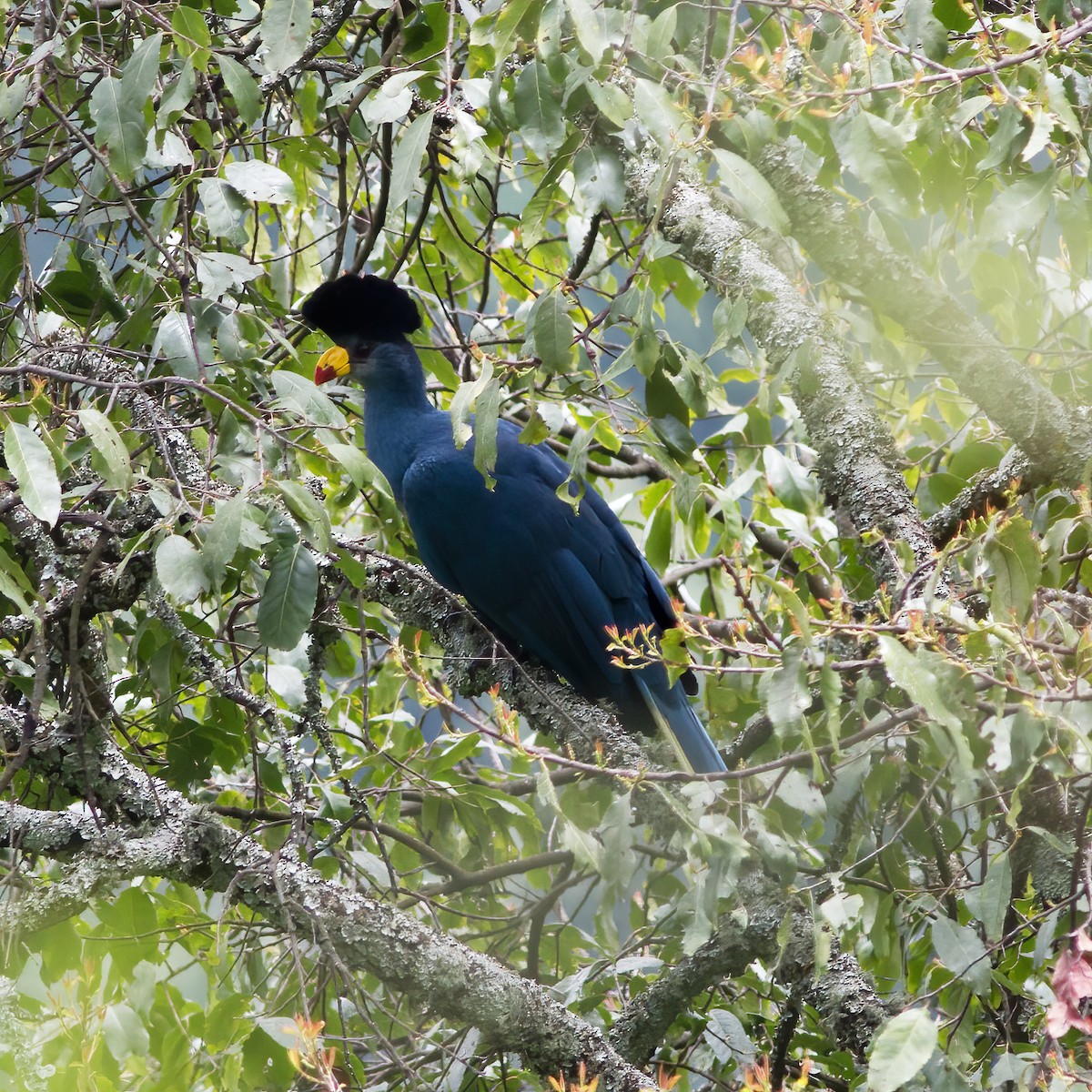 Great Blue Turaco - ML616591482