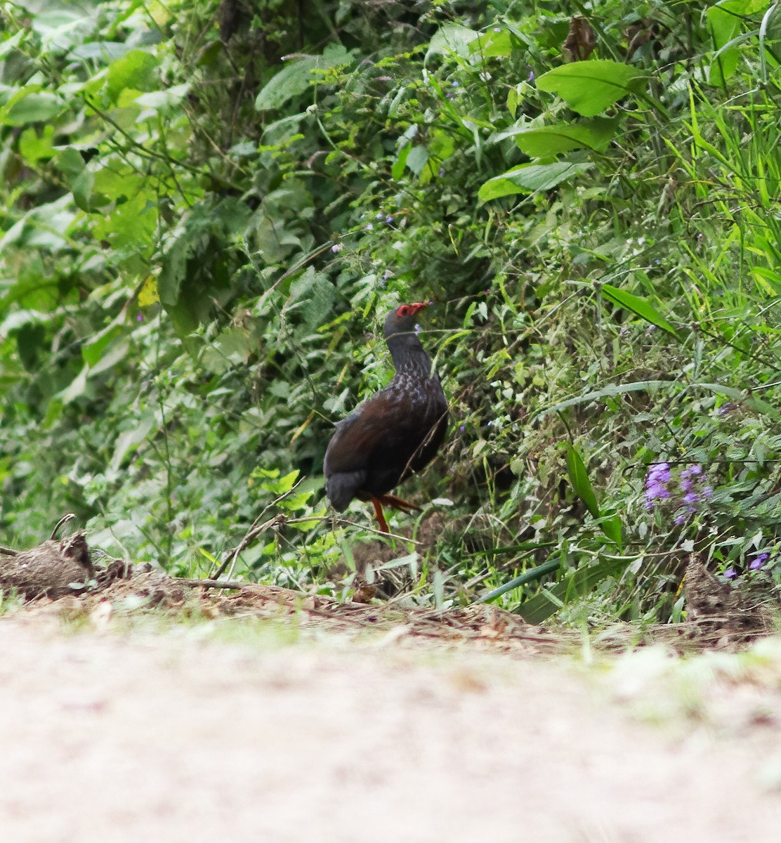 Handsome Spurfowl - ML616591489