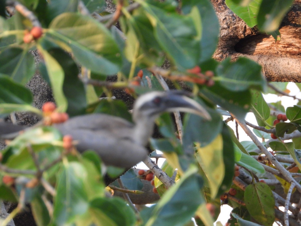 Indian Gray Hornbill - ML616591524