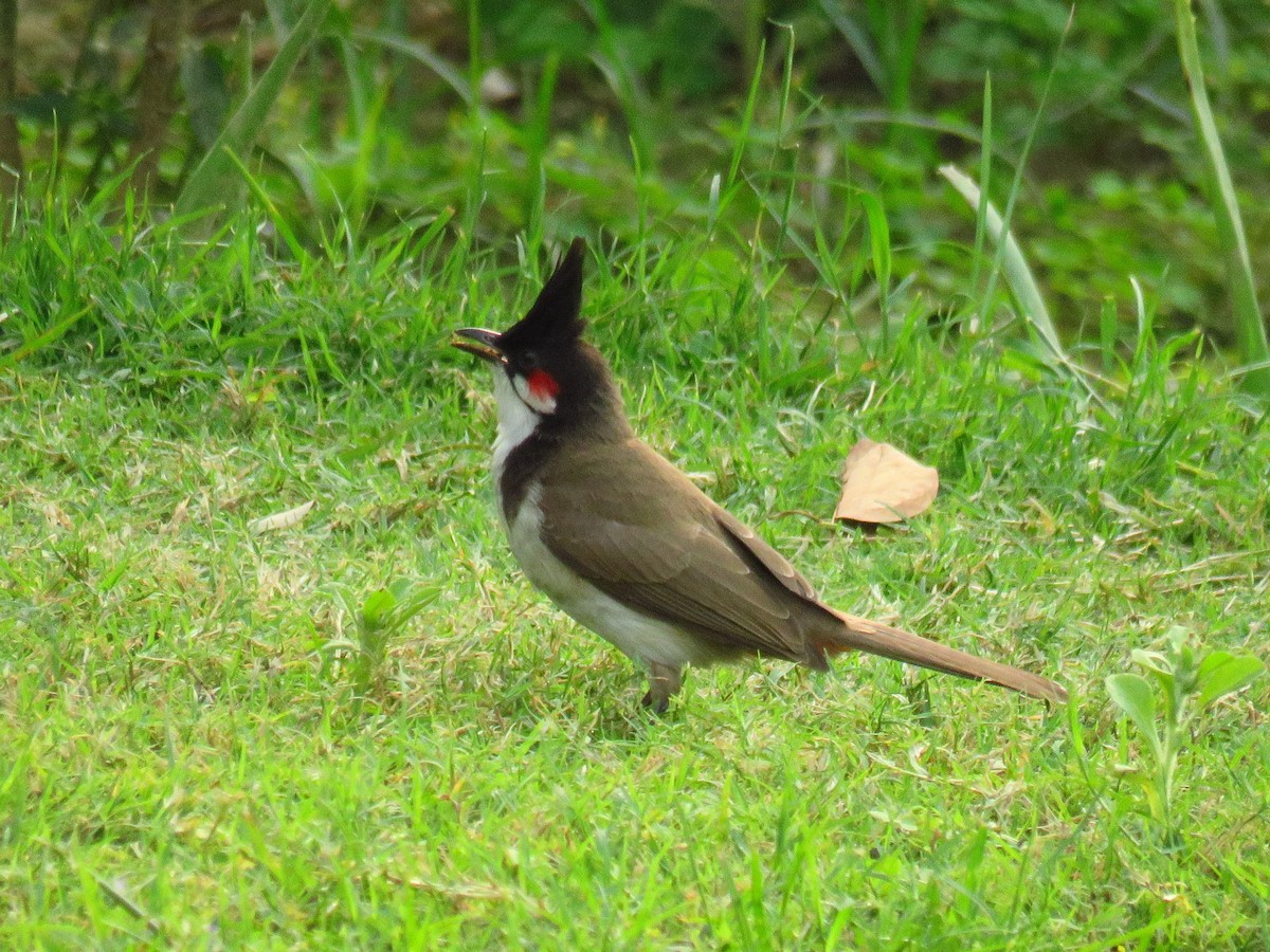 Red-whiskered Bulbul - Ruth Metterhausen