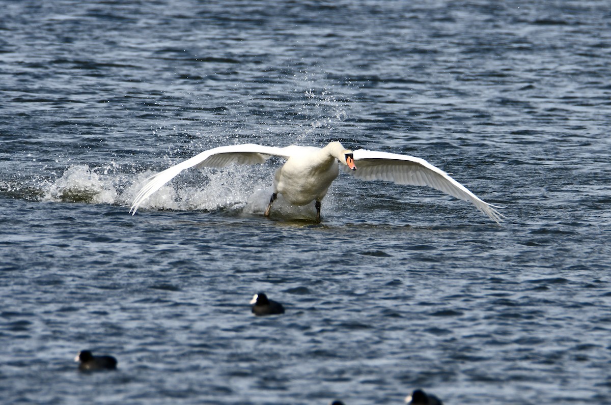 Mute Swan - Inga Ligi