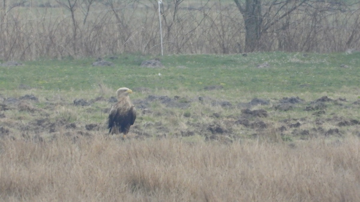 White-tailed Eagle - ML616591556