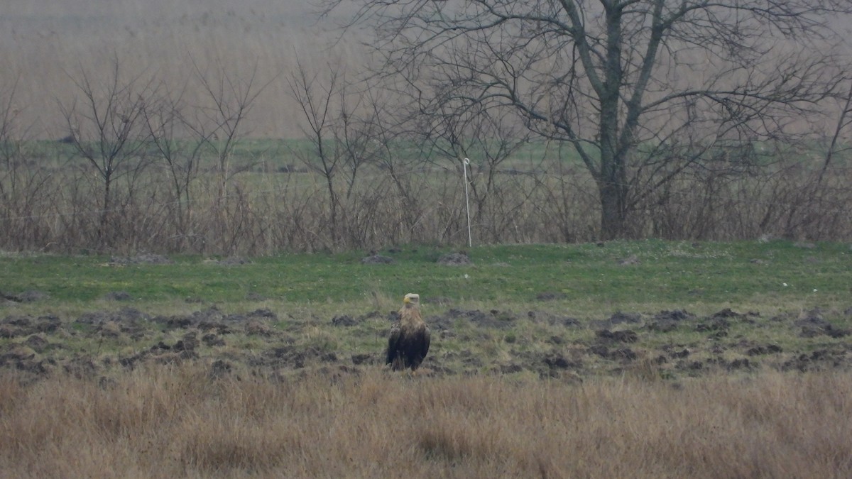 White-tailed Eagle - ML616591560