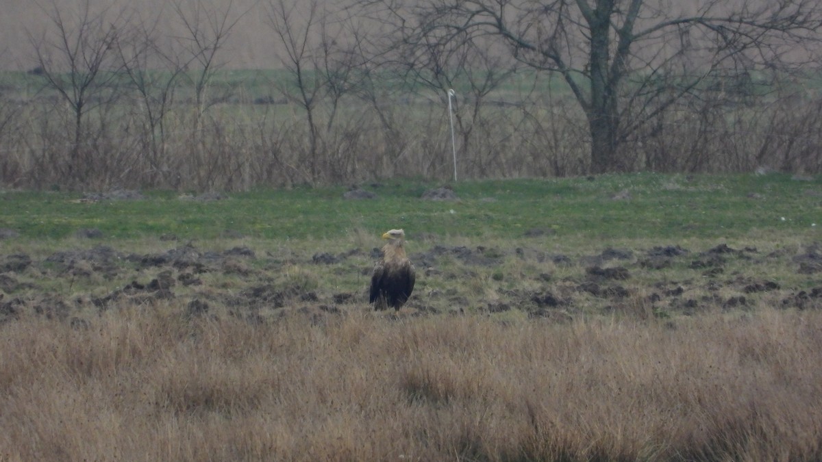 White-tailed Eagle - ML616591561