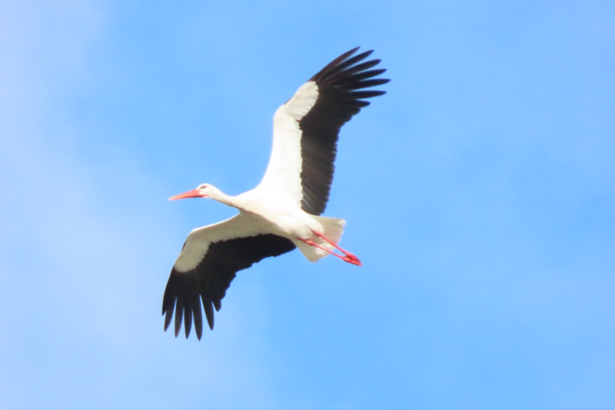 White Stork - Tomás Gómez Caro