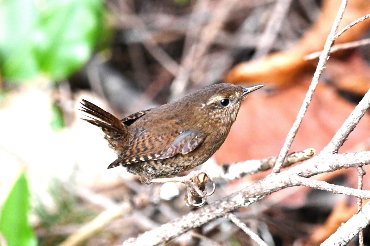 Pacific Wren - ML616591573