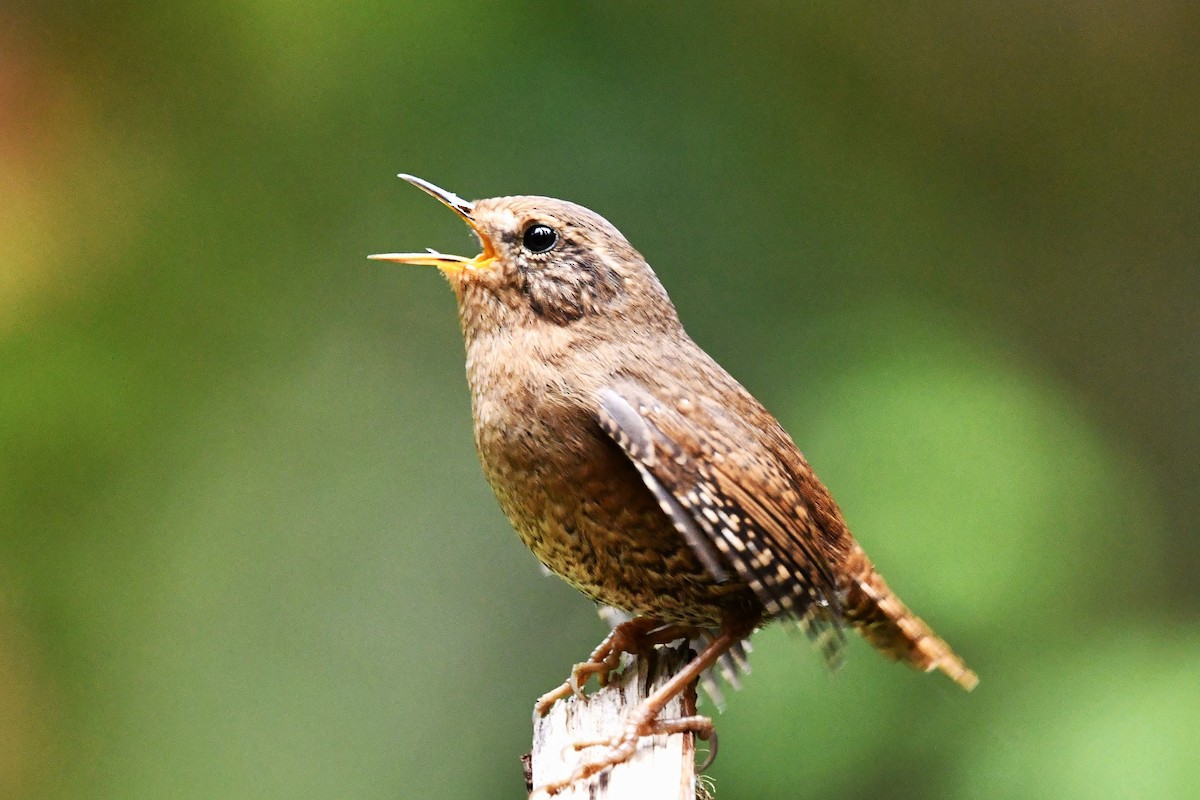 Pacific Wren - ML616591577