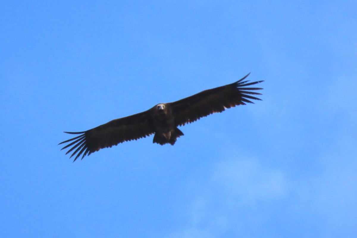 Cinereous Vulture - ML616591580