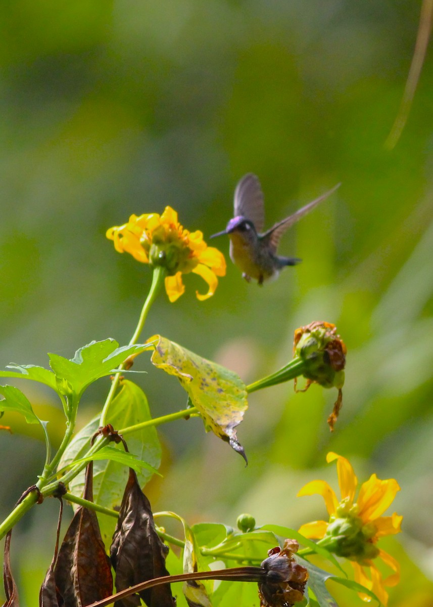 Colibri à tête violette - ML616591587