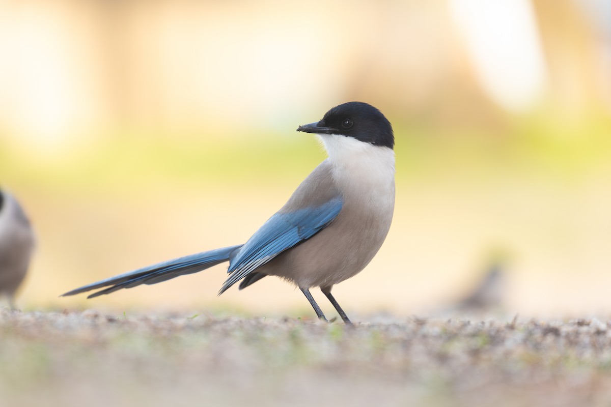 Iberian Magpie - ML616591615