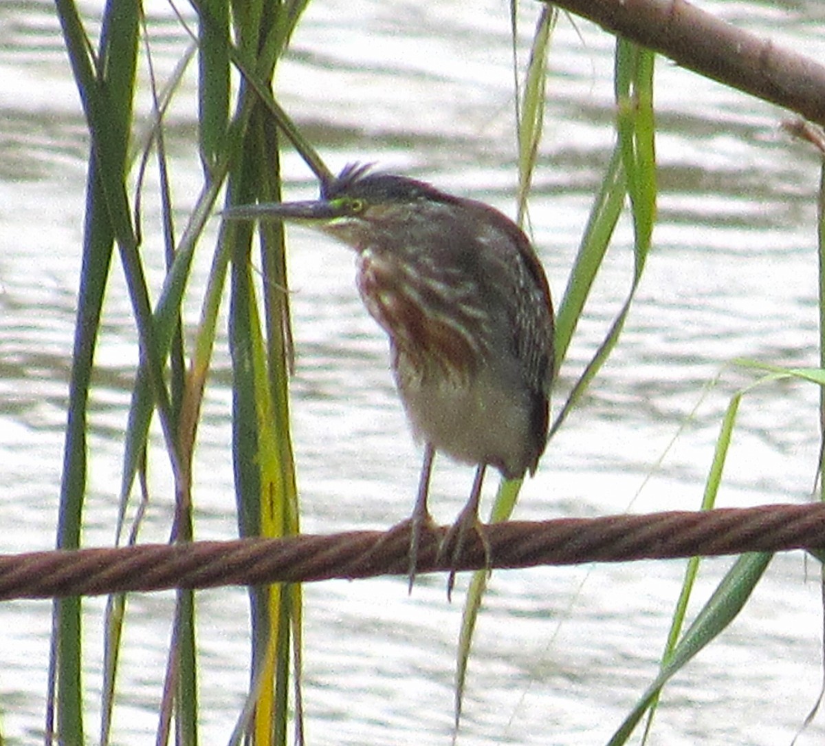 Striated Heron (South American) - Julie  Michael