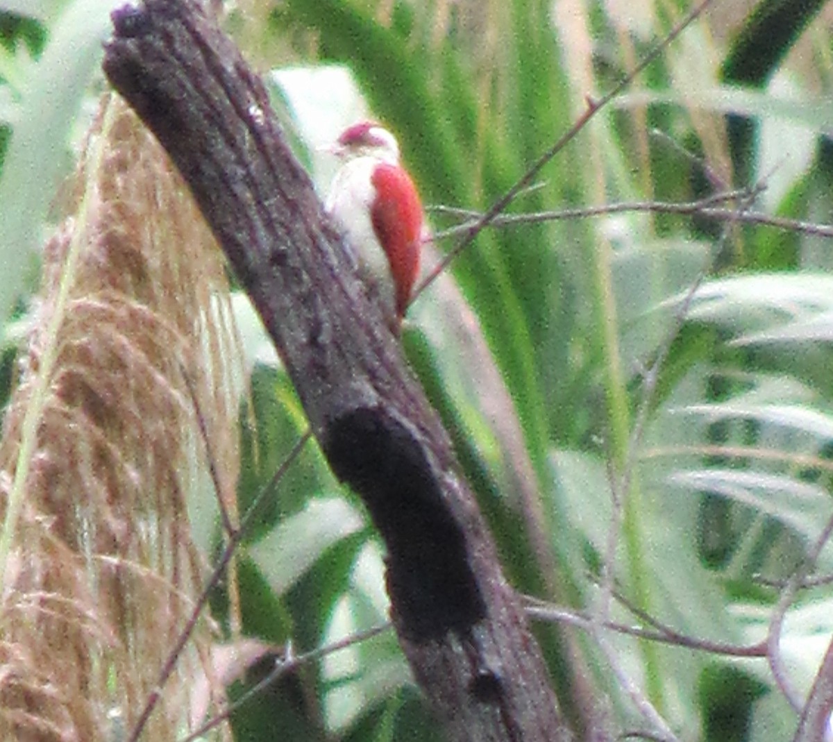 Scarlet-backed Woodpecker - ML616591629