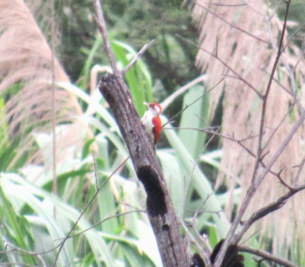 Scarlet-backed Woodpecker - ML616591630