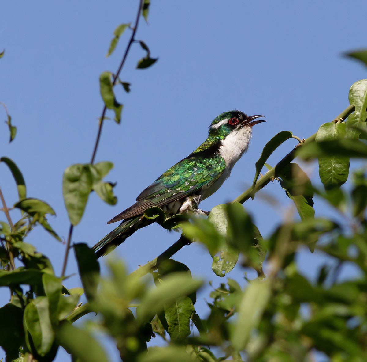 Dideric Cuckoo - ML616591635