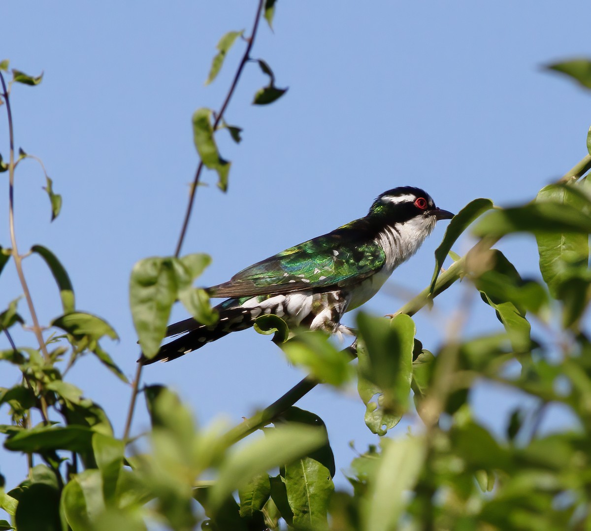 Dideric Cuckoo - ML616591636