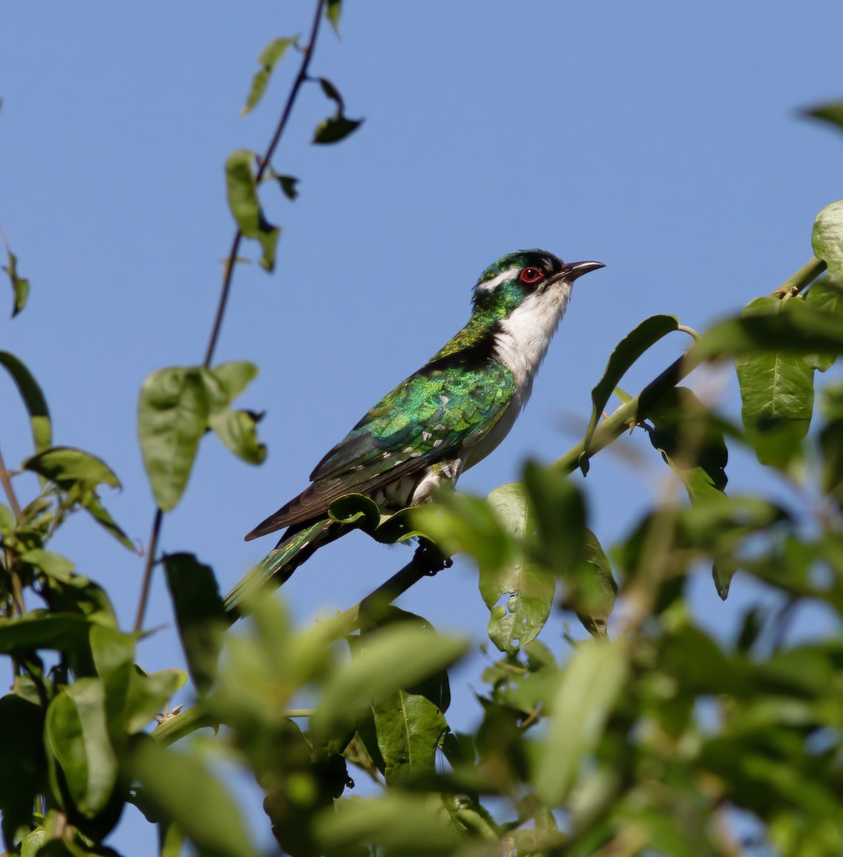 Dideric Cuckoo - ML616591638