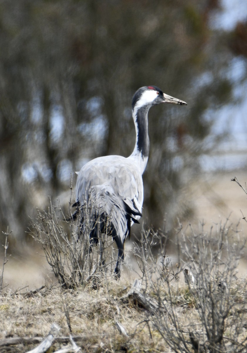 Common Crane - Inga Ligi