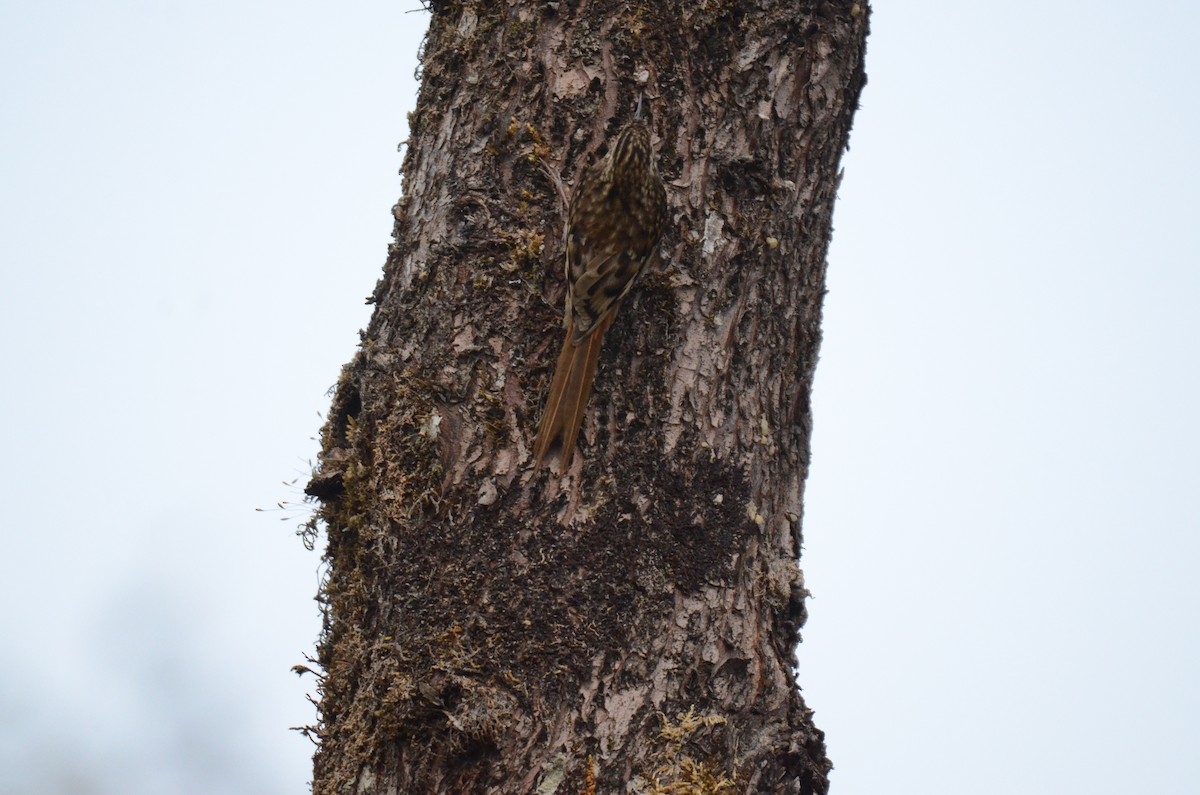 Sikkim Treecreeper - ML616591675