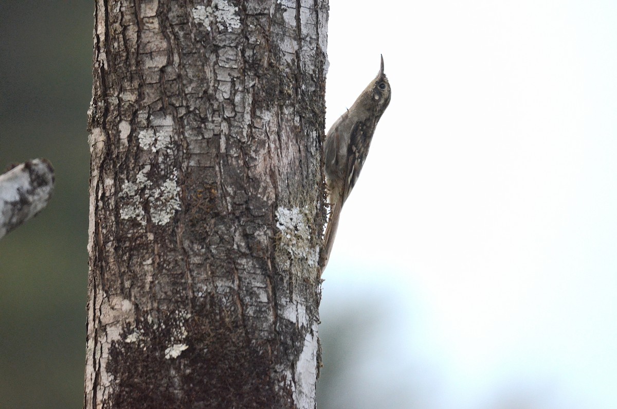 Sikkim Treecreeper - ML616591676