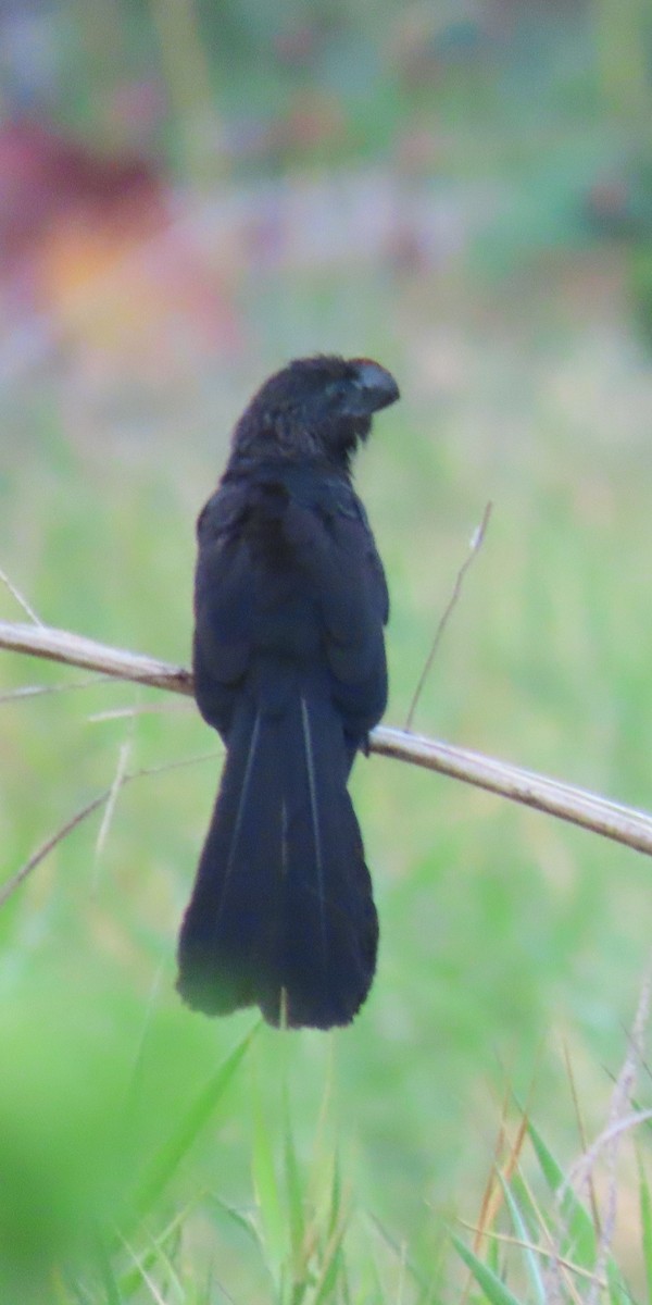 Smooth-billed Ani - ML616591698